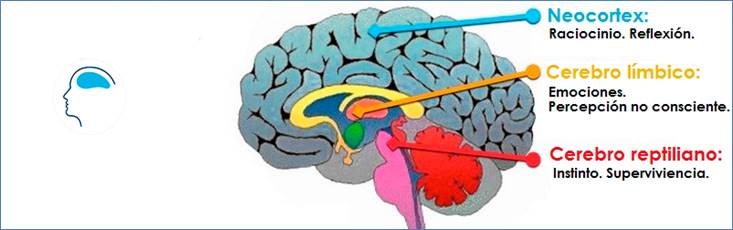 Resultado de imagen para constitucin grafica del cerebro humano
